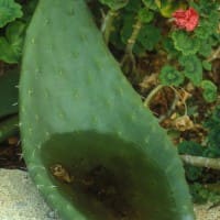 Cactus Spoon