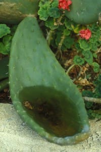 Cactus Spoon