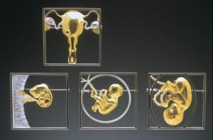 SEED: Implantation, Embryo, Sensation, Engaged